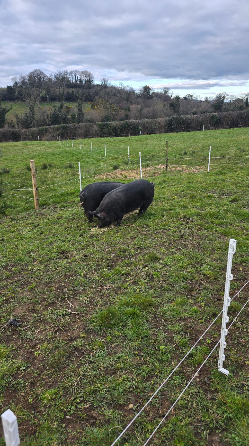 Moving Honey & Mustard to Their Summer&nbsp;Paddock