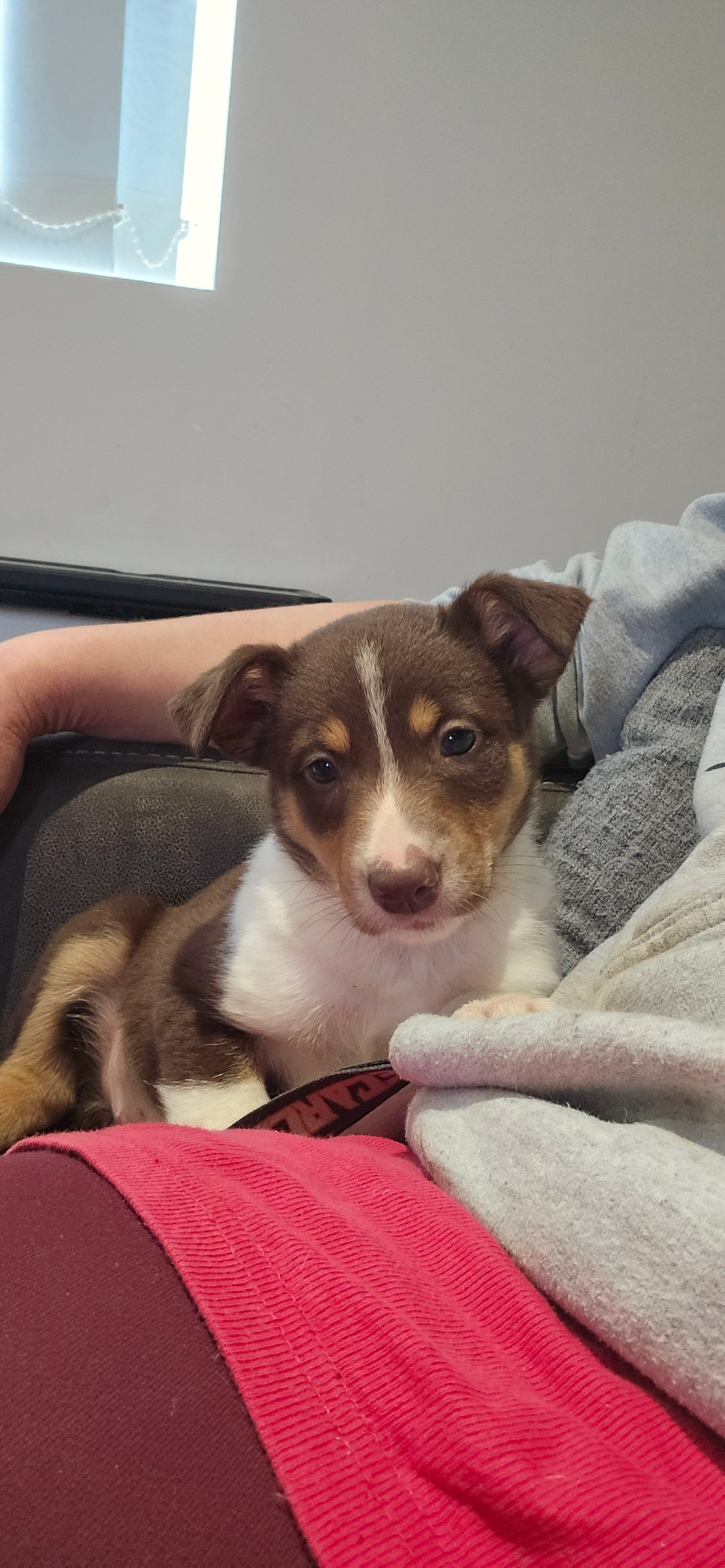 Pupdate – 6 Weeks&nbsp;Old!